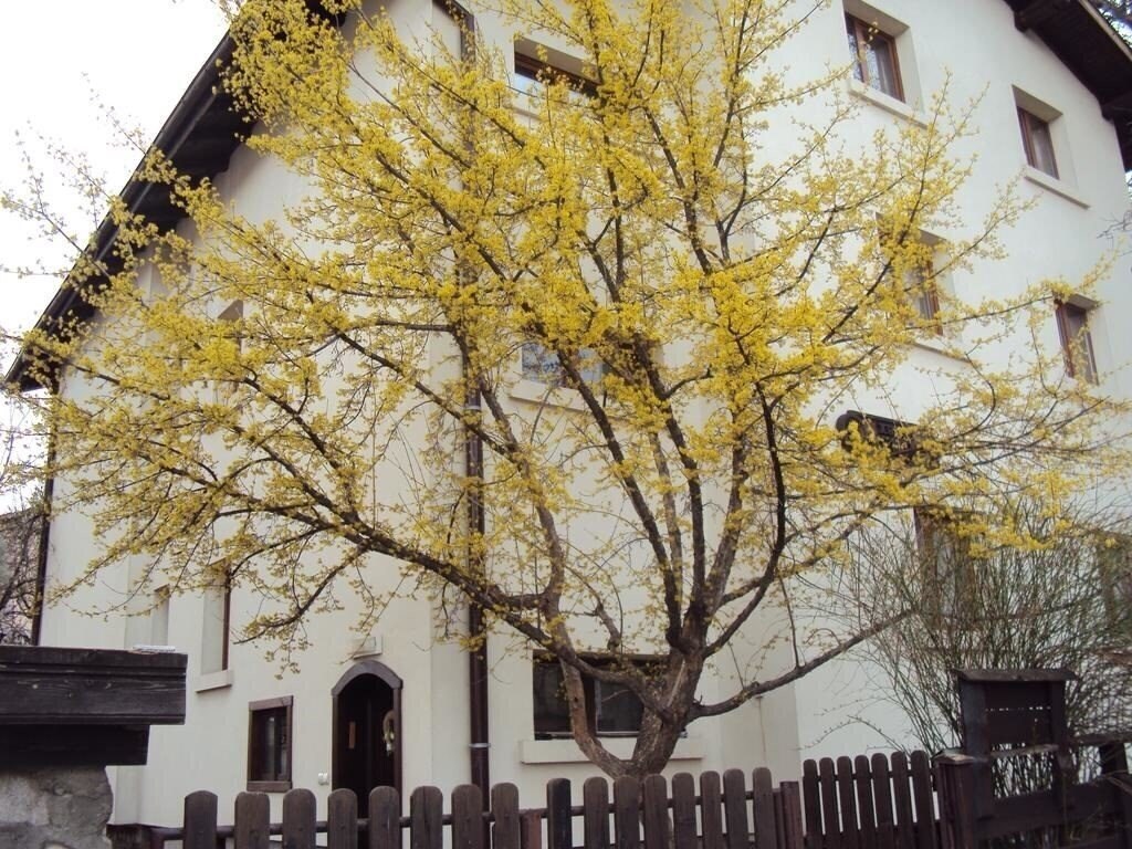 Картинка Sema 3*