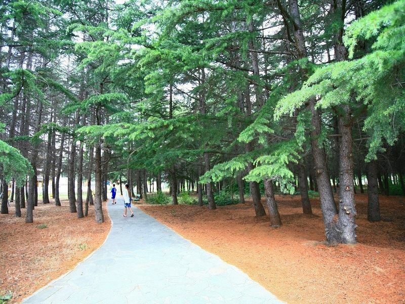 Картинка Continental-2 2*