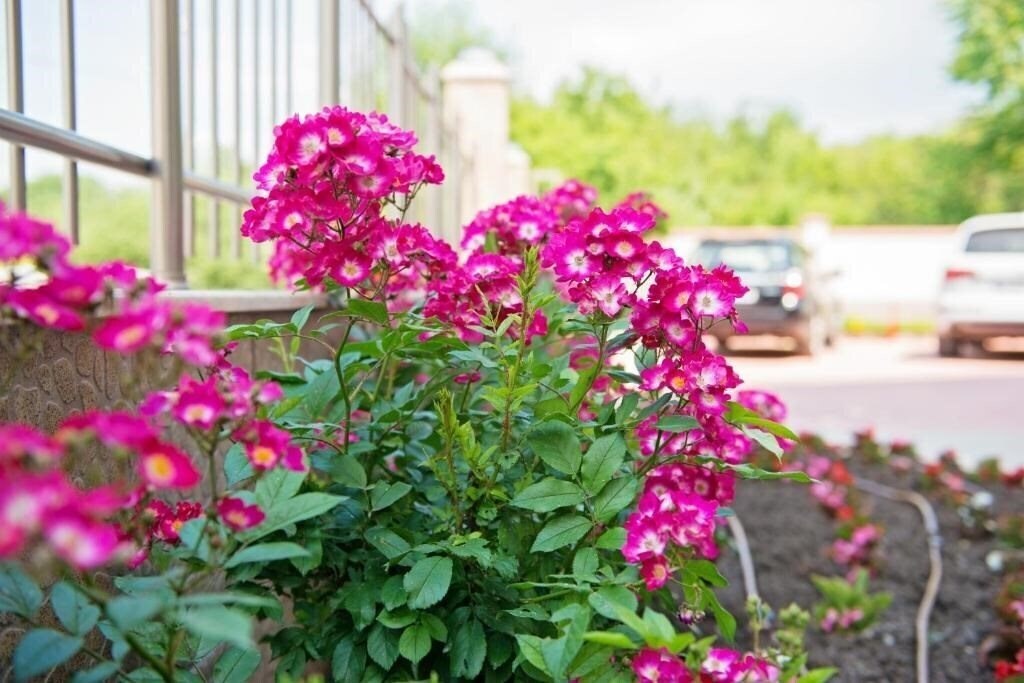 Zdjęcie Adena Family Hotel 3*