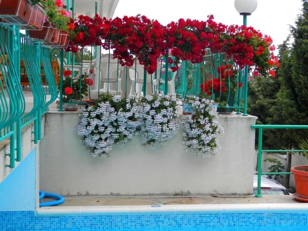 Картинка Zora 2*