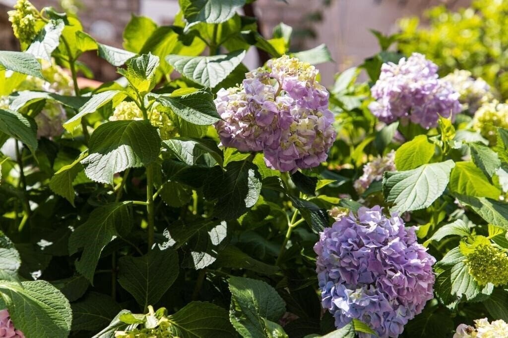 Zdjęcie APARTMENTS KALA VERDE (ex. Nikolic ) 3*