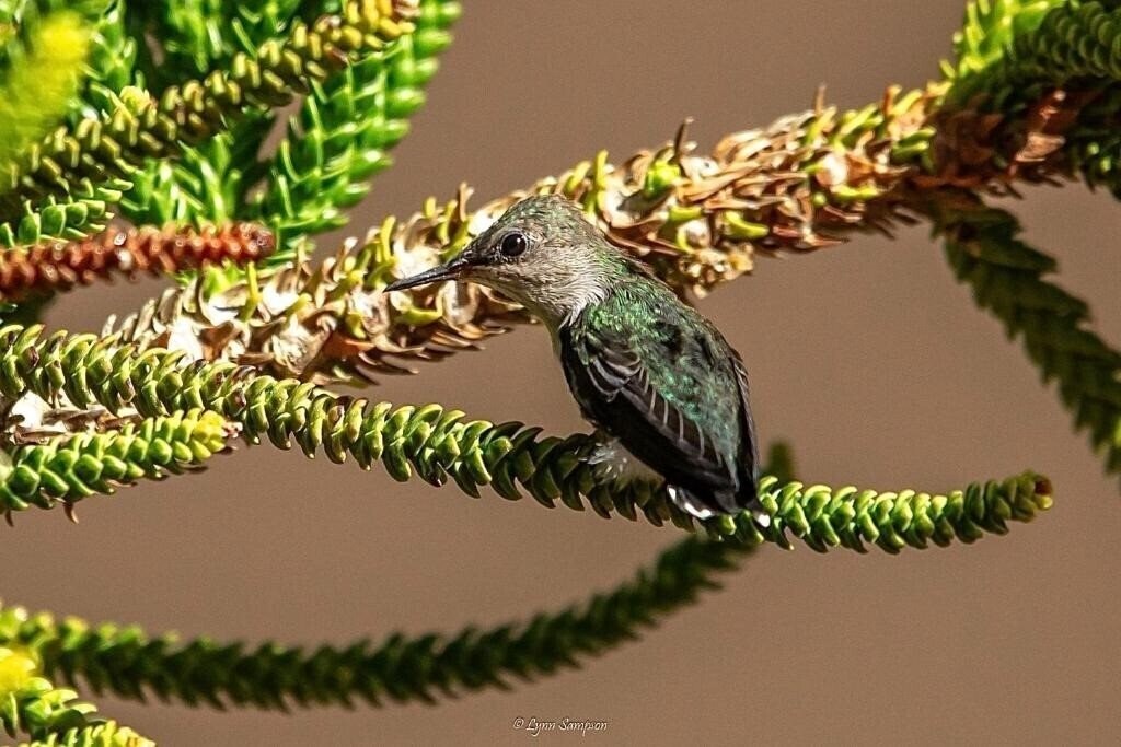 Zdjęcie Mt Plaza Brisas 3*
