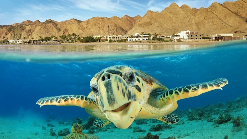 Zdjęcie Fortune Hurghada 4 4*