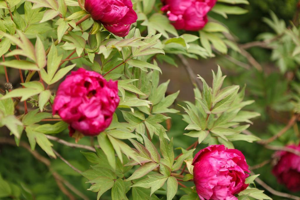 Готель Hotel Aurbacher 3*