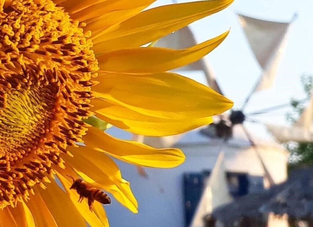 Изображение Anemomilos Suites Fira 2*