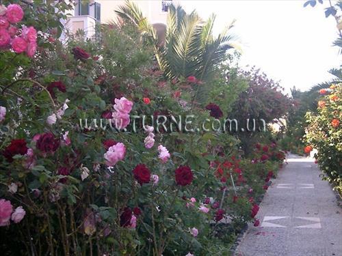 Zdjęcie Aelia by Eltheon 3*