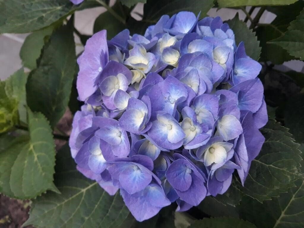 Картинка Kronos 3*