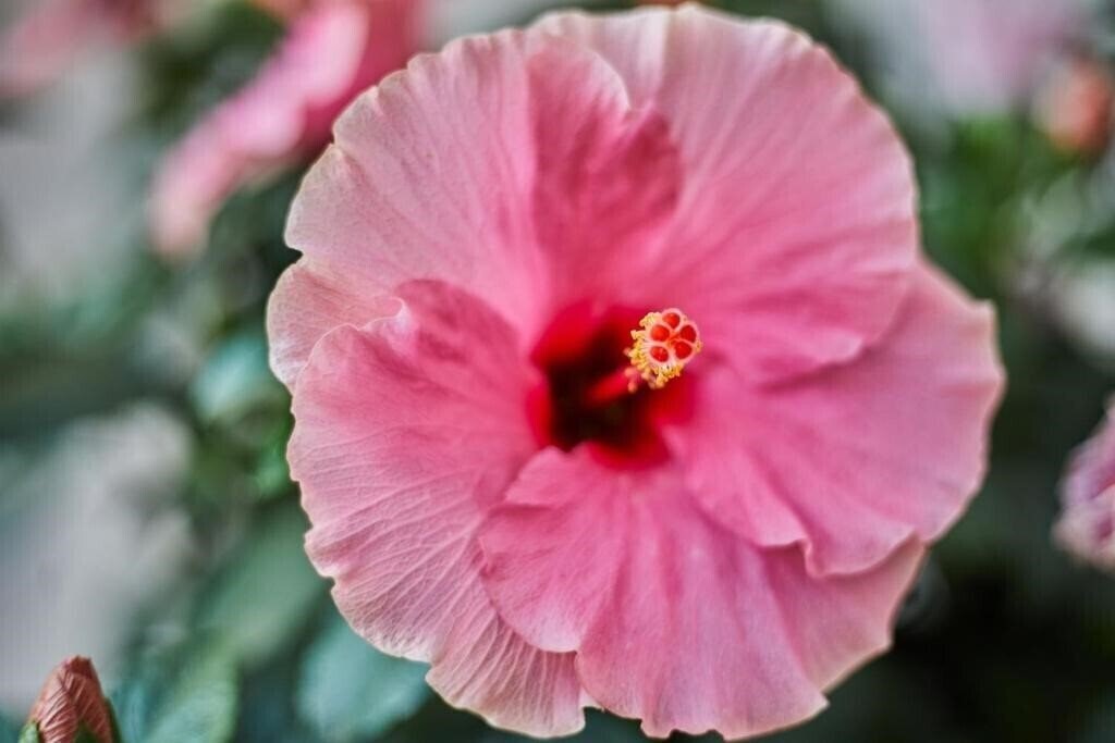 Zdjęcie Mon Boutique 4*