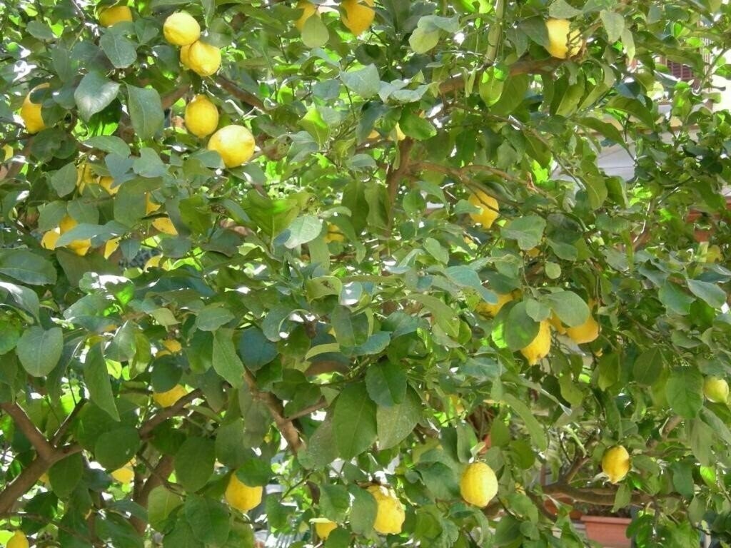 Изображение Astoria Garden 3*