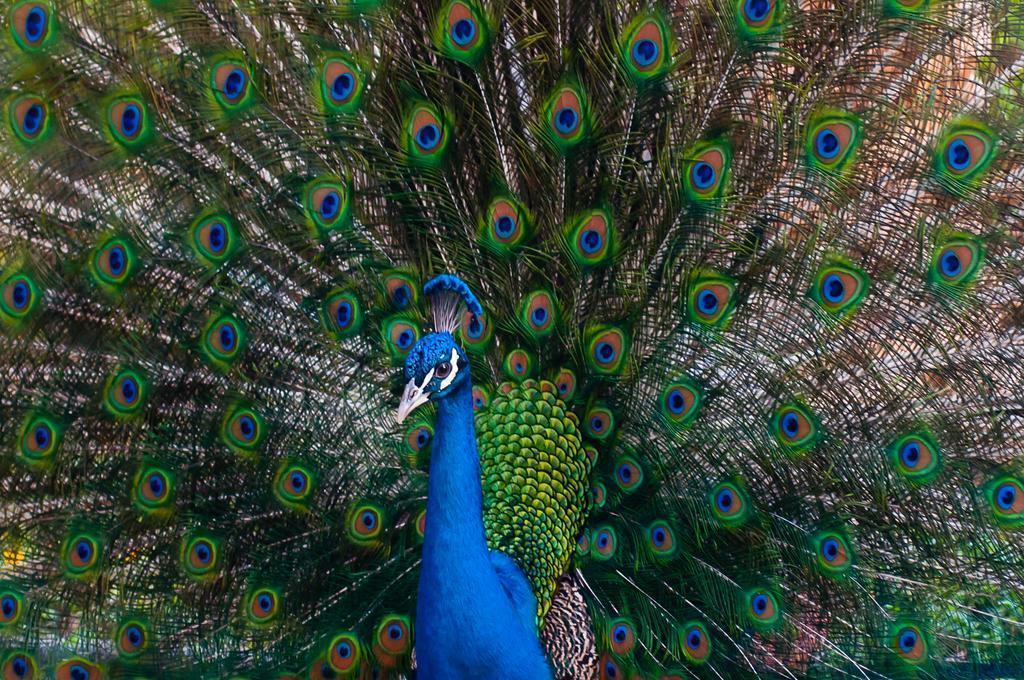 Изображение Leonardo Inn Hotel Dead Sea 3*