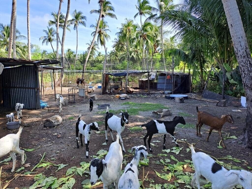 Фотография Summer Sky Thoddoo Guest House гостиный двор