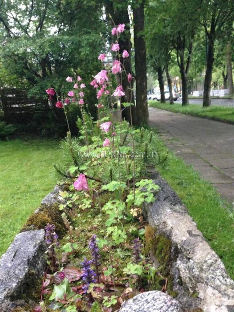 Картинка Tuberoza вилла