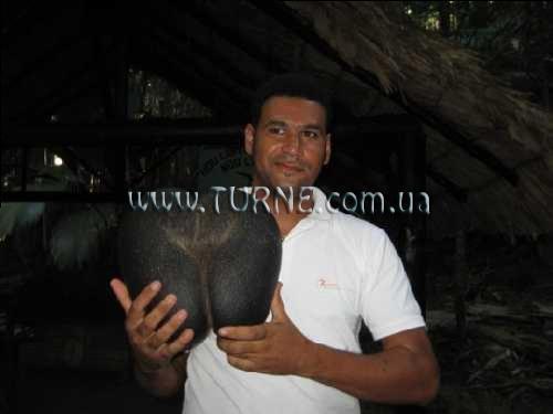 Obraz Beach Villas 2*