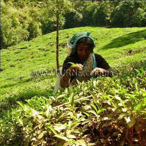 Зображення Bingo 3* (Коломбо) 3*