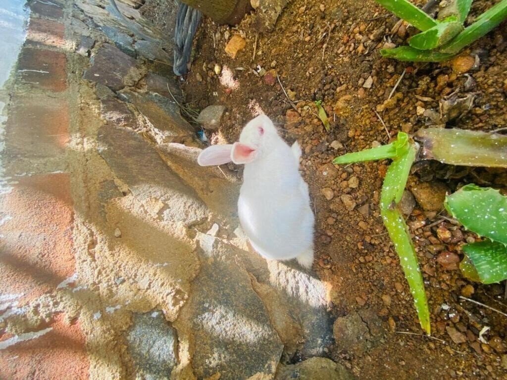 Zdjęcie Liyanage Resort 2*