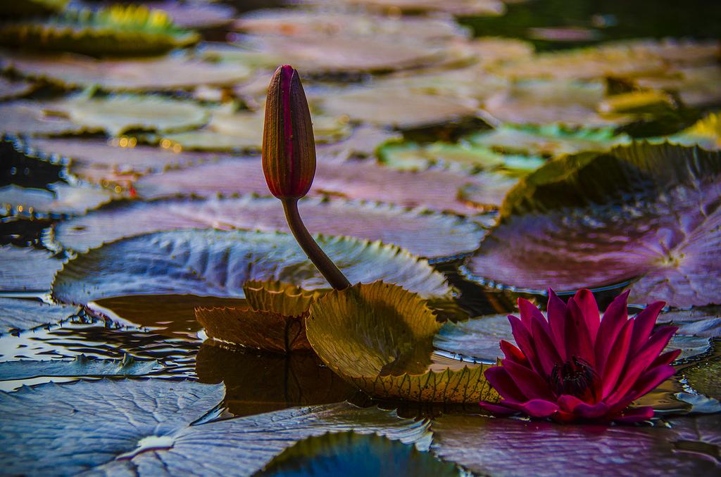 Изображение Bhundhari Spa Resort & Villas Samui 4*