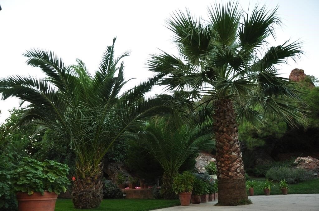 Картинка Palm Court Suites 3*