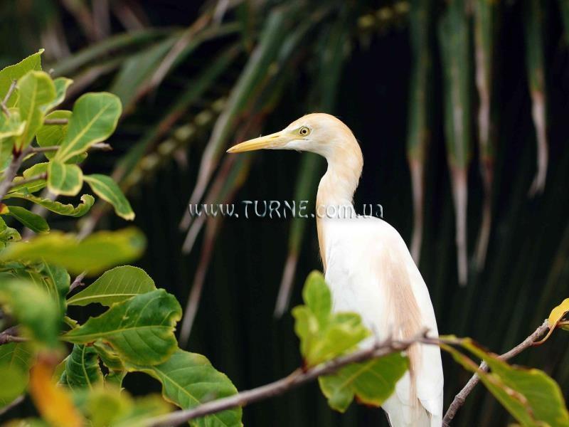 Zdjęcia Madamcuc Saigon Emerald Resort 4*